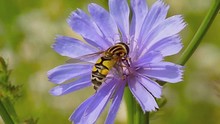 Bee On A Purple Flower
