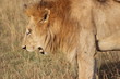 ケニアマサイマラ　雄ライオン