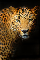 Poster - Leopard