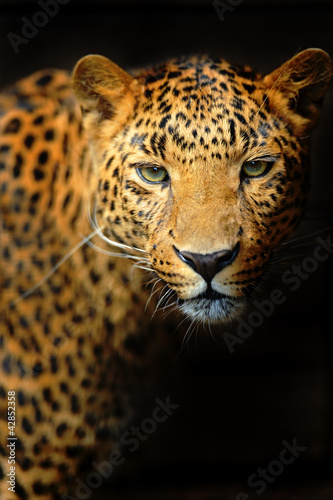 Foto-Flächenvorhang - Leopard (von kyslynskyy)