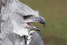 Close Up Male Adult Harpy Eagle