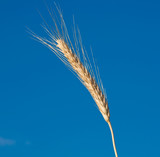 Fototapeta Maki - ear of wheat