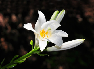 Madonnen-Lilie (Lilium candidum)