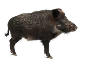 wild boar, also wild pig, sus scrofa, 15 years old