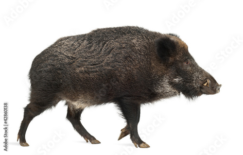 Cuadros en Lienzo Wild boar, also wild pig, Sus scrofa, 15 years old