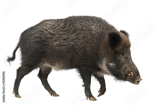 Fotomural Wild boar, also wild pig, Sus scrofa, 15 years old