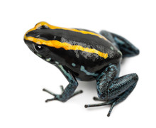 Golfodulcean Poison Frog, Phyllobates Vittatus