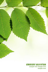 Wall Mural - Green leaves border isolated over white. Natural frame