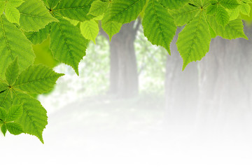 Wall Mural - Green chestnut leaves frame