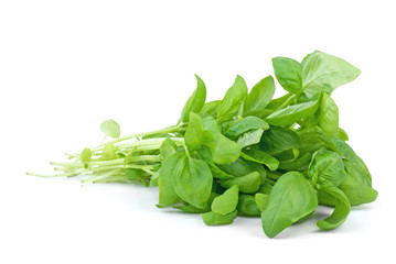 Green basil