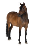 Fototapeta Konie - Mixed breed of Spanish and Arabian horse, 8 years old