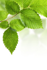 Wall Mural - Green elm leaves isolated on white