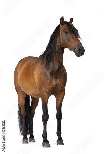 Juliste Mixed breed of Spanish and Arabian horse, 8 years old