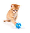 © Benjamin Simeneta - Cute orange kitten playing with a toy on white.