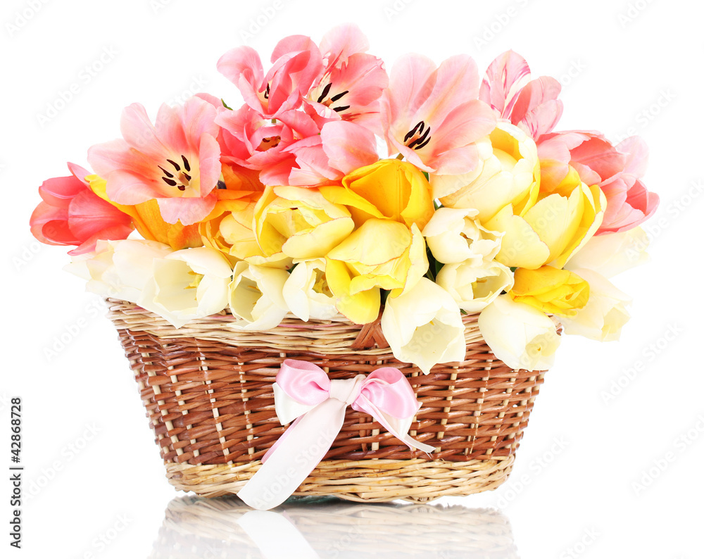 beautiful tulips in basket isolated on white.