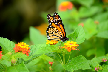 Monarch Schmetterling