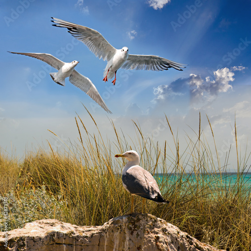 Naklejka na szafę Strand mit Möwen