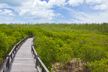Boardwalk In Mangrove Forest