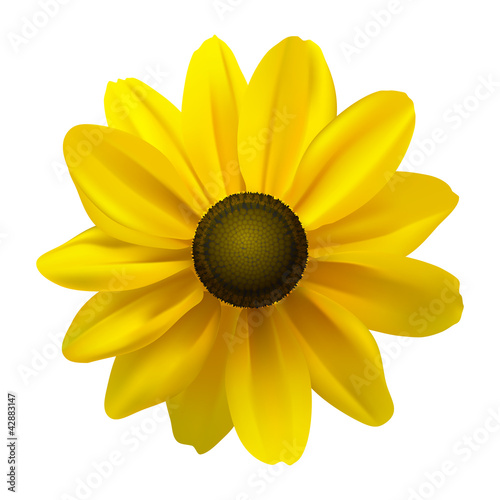 Obraz w ramie Black Eyed Susan (Rudbeckia Hirta) flower