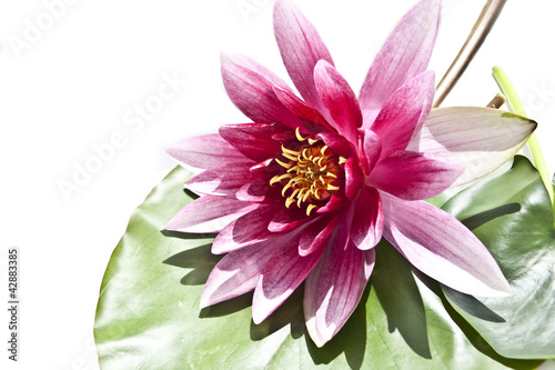 Obraz w ramie water lily on white beautiful flower