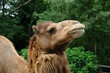 © Pavlo Burdyak - Camel portrait