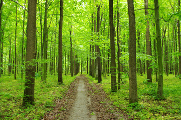  spring forest