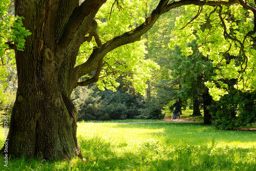 Naklejka na szybę Mighty oak tree