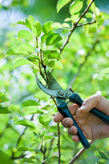 Wall Mural - Pruning of  trees with secateurs