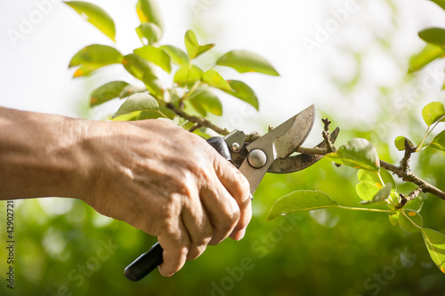 Fotomural Pruning of trees with secateurs