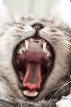 Yawning Grey Beautifull  Home Cat