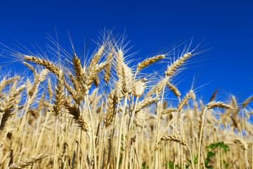 Wheat field