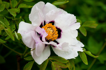 Wall Mural - bunch of white peony flower (shallow DOF)