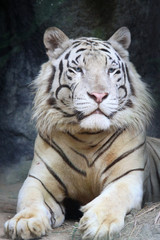 Wall Mural - Portrait white tiger on a rock in zoo