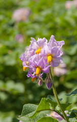 Wall Mural - Purple and yellow colored flowers at a potato plant