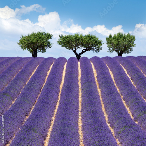 Naklejka na drzwi Valensole