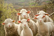 Leinwandbild Motiv Sheep on pasture