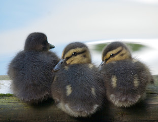 Canvas Print - Chicks