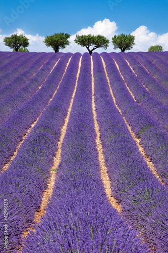 Fototapeta na wymiar Champ de Lavande