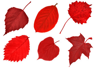 Canvas Print - six red leaves on white