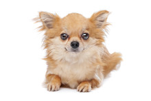 Brown Long Haired Chihuahua