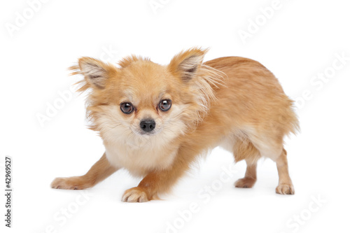 Brown Long Haired Chihuahua Buy This Stock Photo And Explore