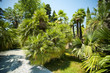 Palm-trees alley in tropical garden