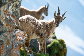 Wall Mural - Two young alpine ibex