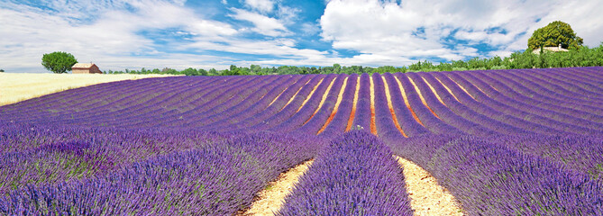 Canvas Print - Provence - Plateau de Valensole