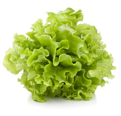 Fresh lettuce salad leaves bunch