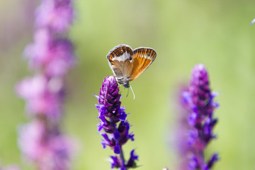 Orange and grey Coenonympha glycerin Butterfly, purple flower