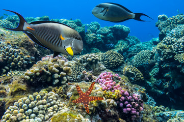 Tropical fish Acanthurus sohal