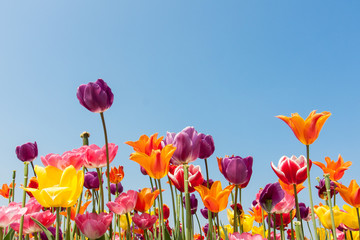 amazing multicolored tulips against a blue sky