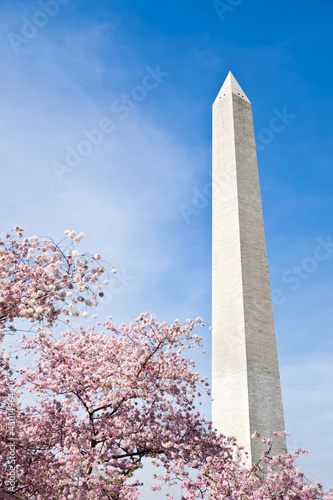 Fotografie, Obraz Cherry blossoms at the Washington Monument in Washington DC