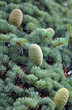 Young cedar lebanon cones on the branch